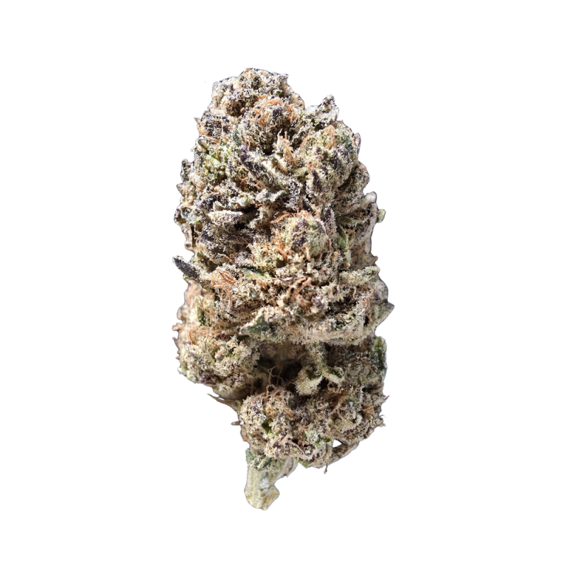 Gelato 41
